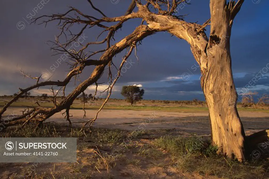 dead camelthorn tree under stormy sky kalahari, southern africa camelthorn is acacia eriloba