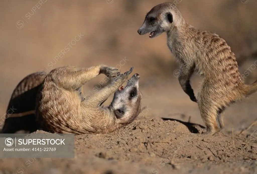 suricate or meerkat suricata suricatta two young, playfighting. kalahari gemsbok national park, south africa 