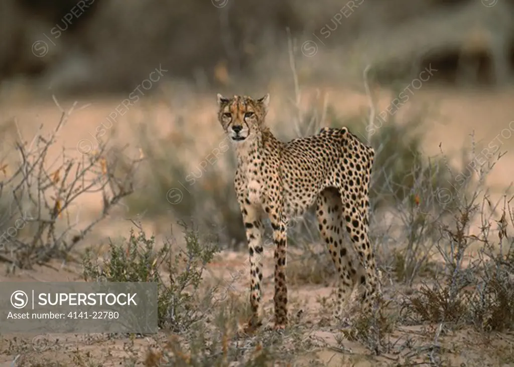 cheetah emaciated acinonyx jubatus with feline aids kalahari gemsbok national park, south africa 