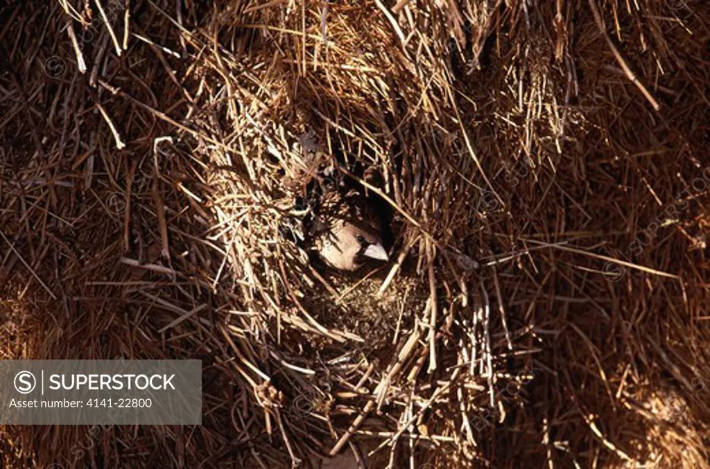 sociable weaver philetairus socius at huge communal nest kalahari gemsbok natio- nal park, south africa 