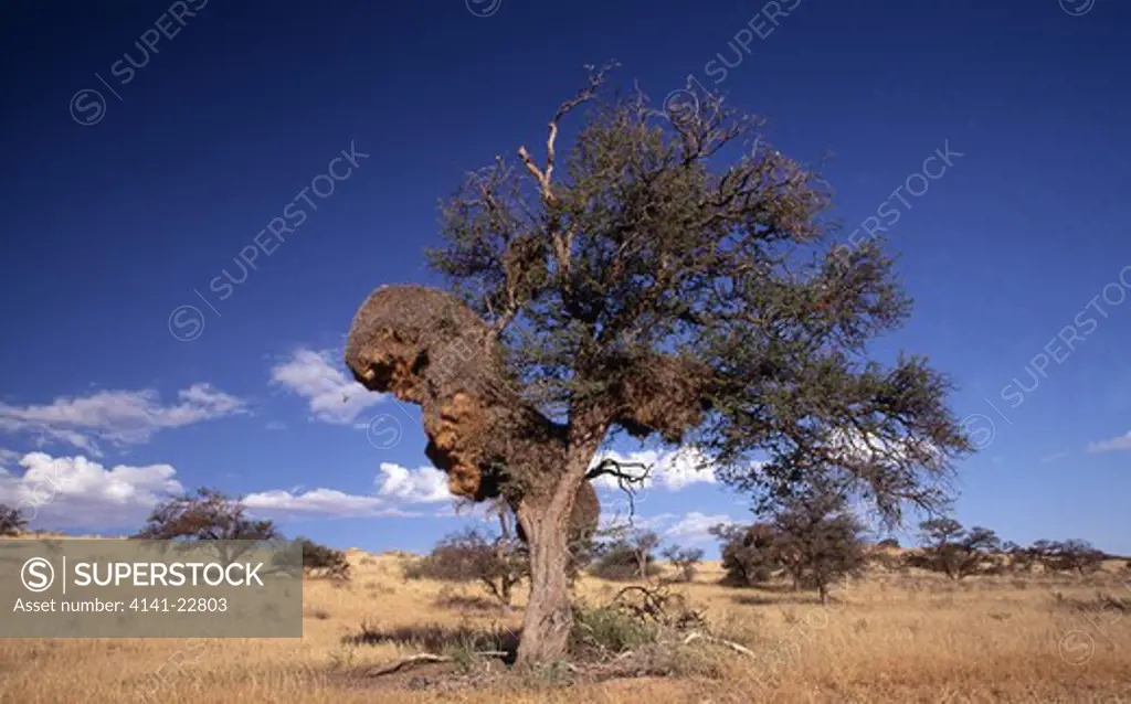 sociable weaver nests on camelthorn tree. kalahari gemsbok natl park, south africa sociable weaver is (phileatairus socius) 