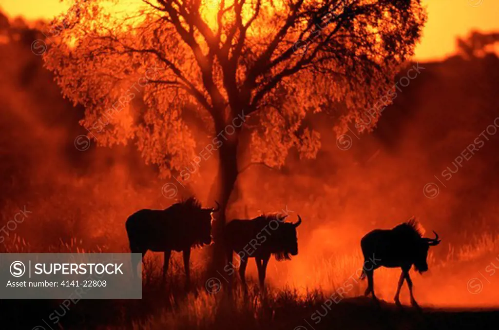 wildebeest or brindled gnu connochaetes taurinus three silhouetted at sunset kalahari gemsbok national park, south africa 