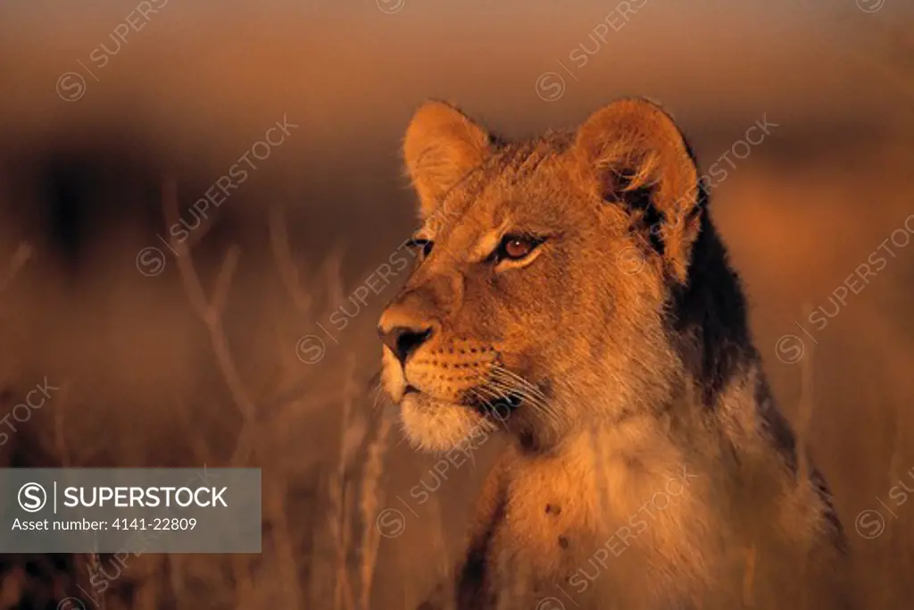 african lion young panthera leo kalahari gemsbok national park, south africa