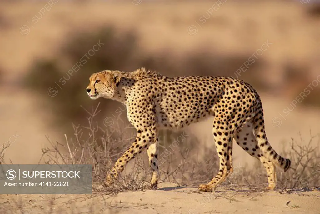 cheetah hunting acinonyx jubatus kalahari gemsbok national park south africa
