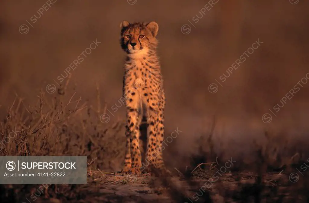 cheetah young acinonyx jubatus kalahari gemsbok np, south africa 
