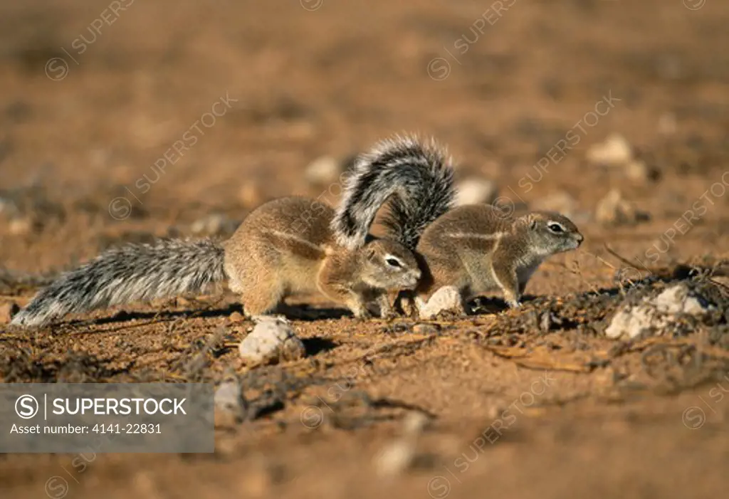 cape ground squirrel pair xerus inauris in courtship display. kalahari gemsbok national park, south africa. 