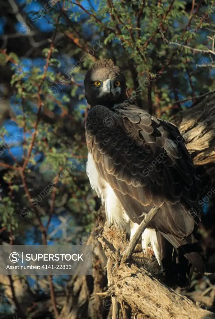 martial eagle polemaetus bellicosus kalahari gemsbok np, south africa. 