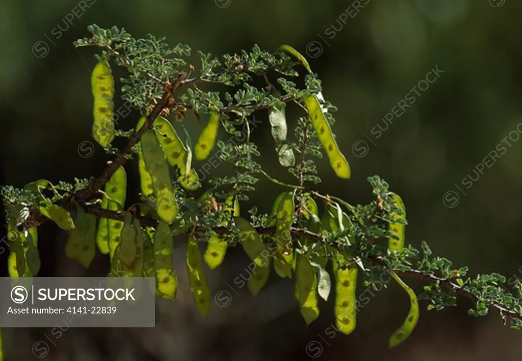 blackthorn acacia with seedpods acacia mellifera kalahari gemsbok national park, south africa
