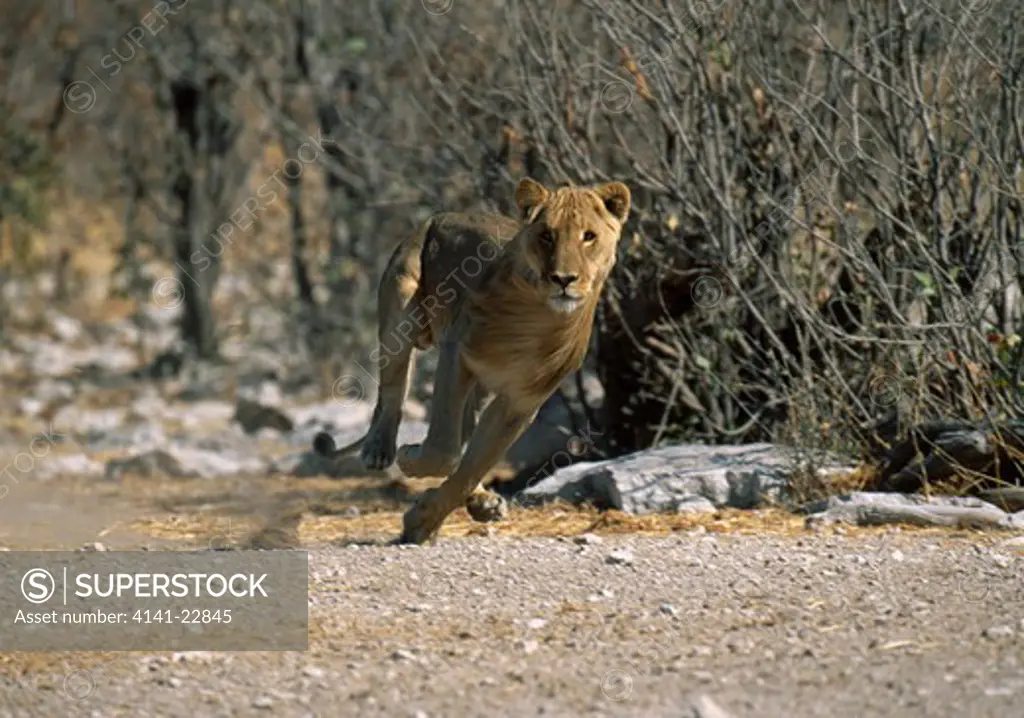 african lion in pursuit of prey panthera leo etosha national park, namibia, africa