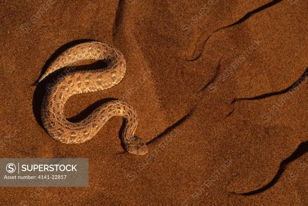 peringuey's viper or sidewinder bitis peringueyi showing typical sidewinding tracks movement skeleton coast, namibia
