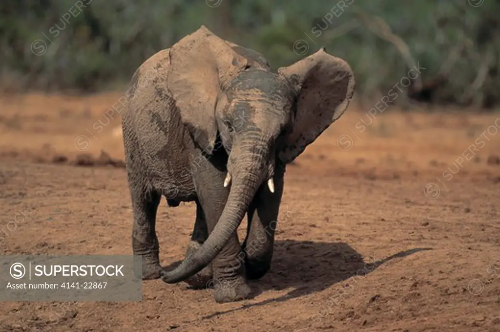african elephant young playing loxodonta africana addo elephant national park, south africa