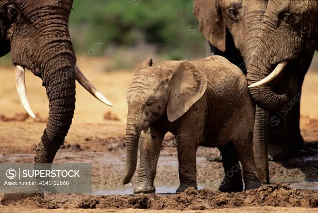 african elephant calf & adults loxodonta africana at waterhole. addo elephant n.p., south africa 