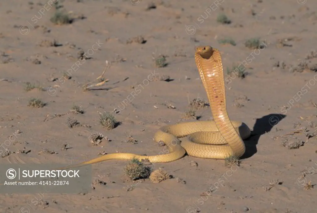 cape cobra in threat posture naja nivea kalahari gemsbok national park, south africa 