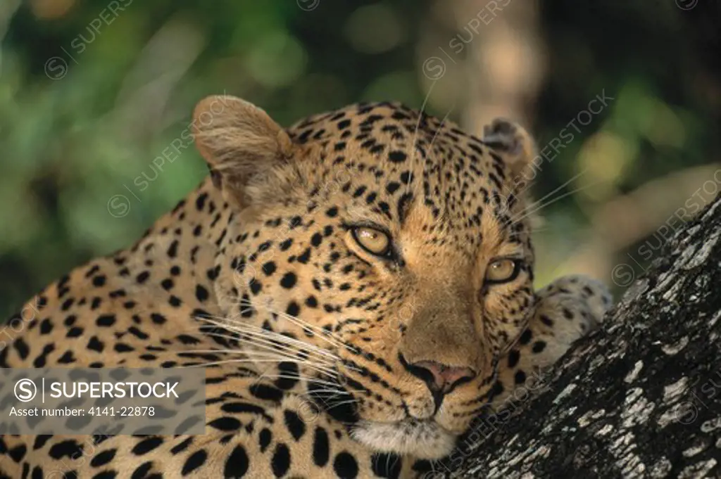 leopard relaxing, face detail panthera pardus sabi sabi private reserve, south africa 