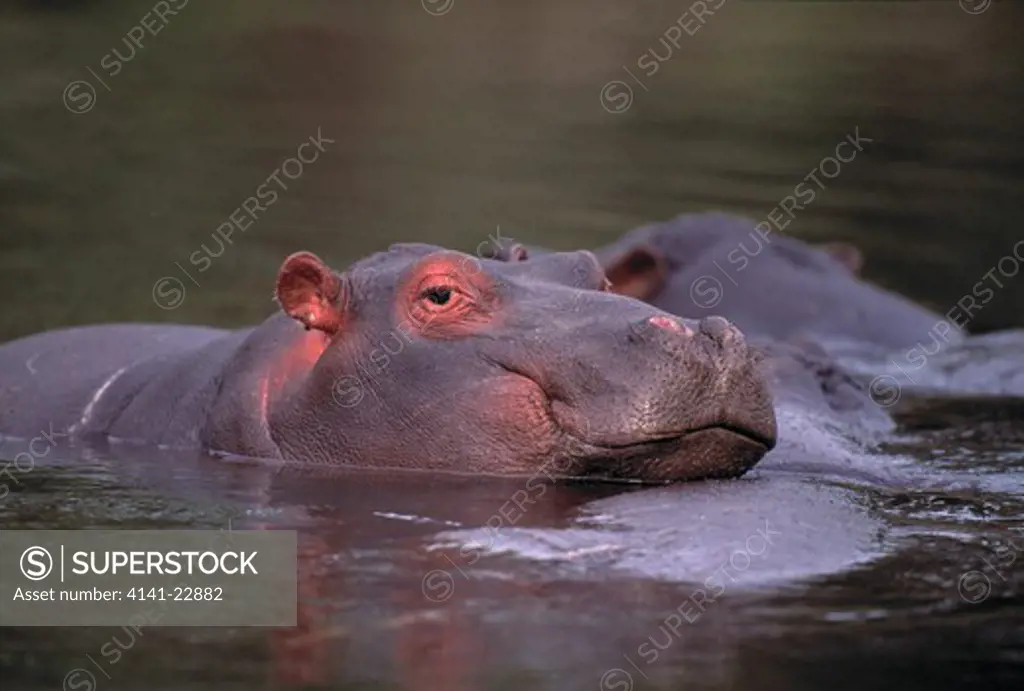 hippopotamus in water hippopotamus amphibius sabi sabi game reserve, south africa