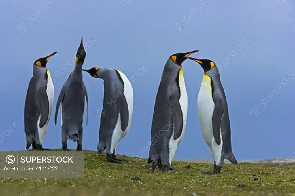 king penguin aptenodytes patagonicus males displaying in colony falkland islands