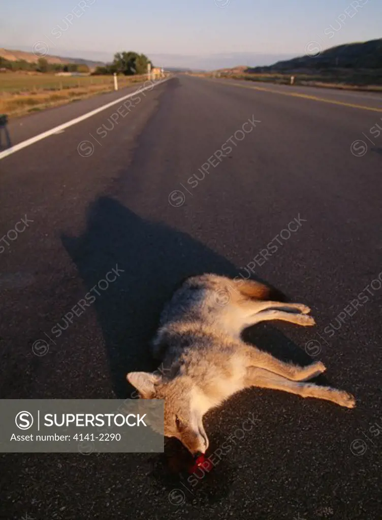 coyote lying dead on road canis latrans having been killed by vehicle alberta, south western canada 