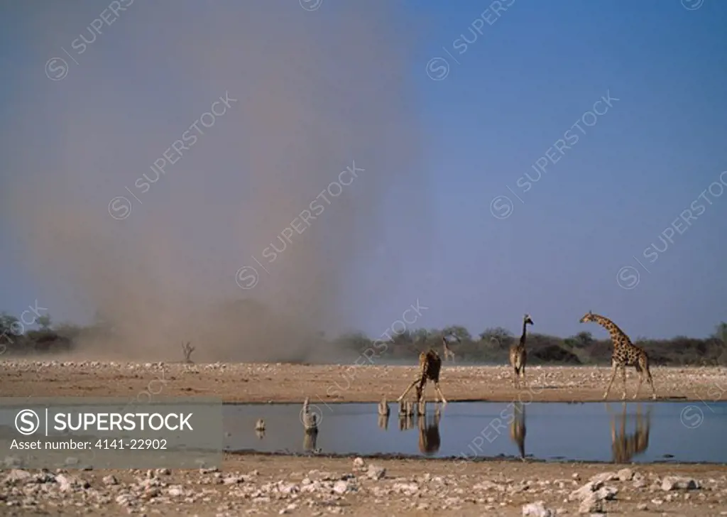 duststorm near to waterhole with giraffes drinking etosha national park, namibia 
