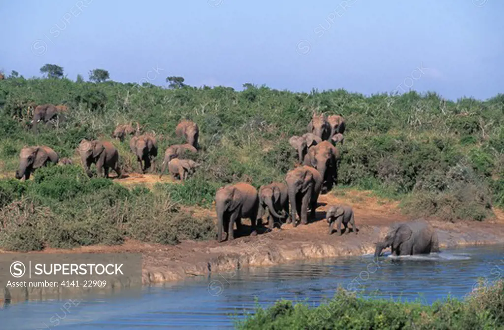 african elephant loxodonta africana herd at waterhole addo elephant national park, south africa