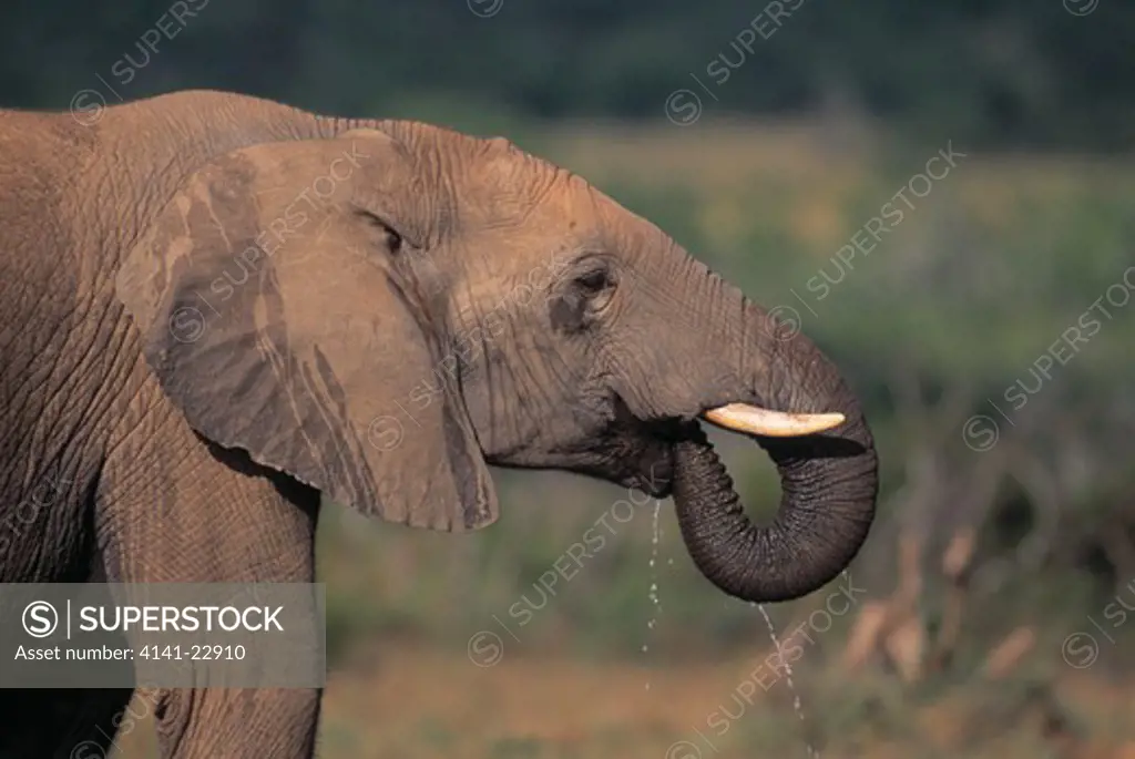 african elephant drinking loxodonta africana addo elephant np, south africa