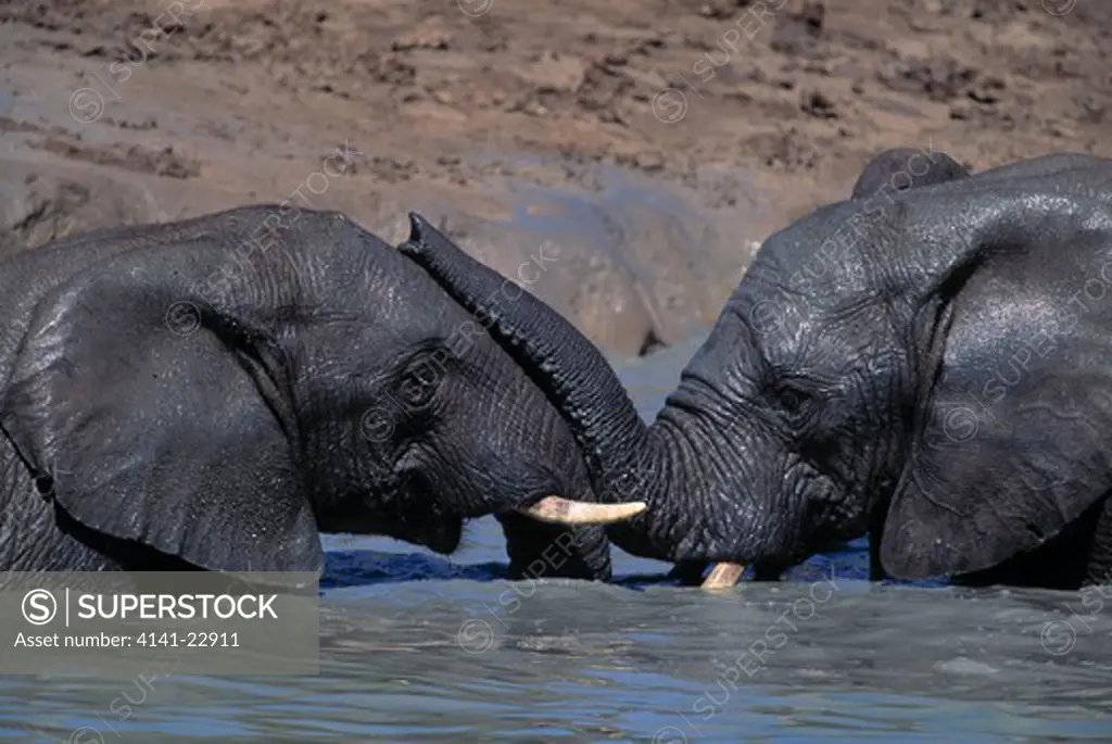 african elephant loxodonta africana two males fighting in water, addo elephant np, south africa
