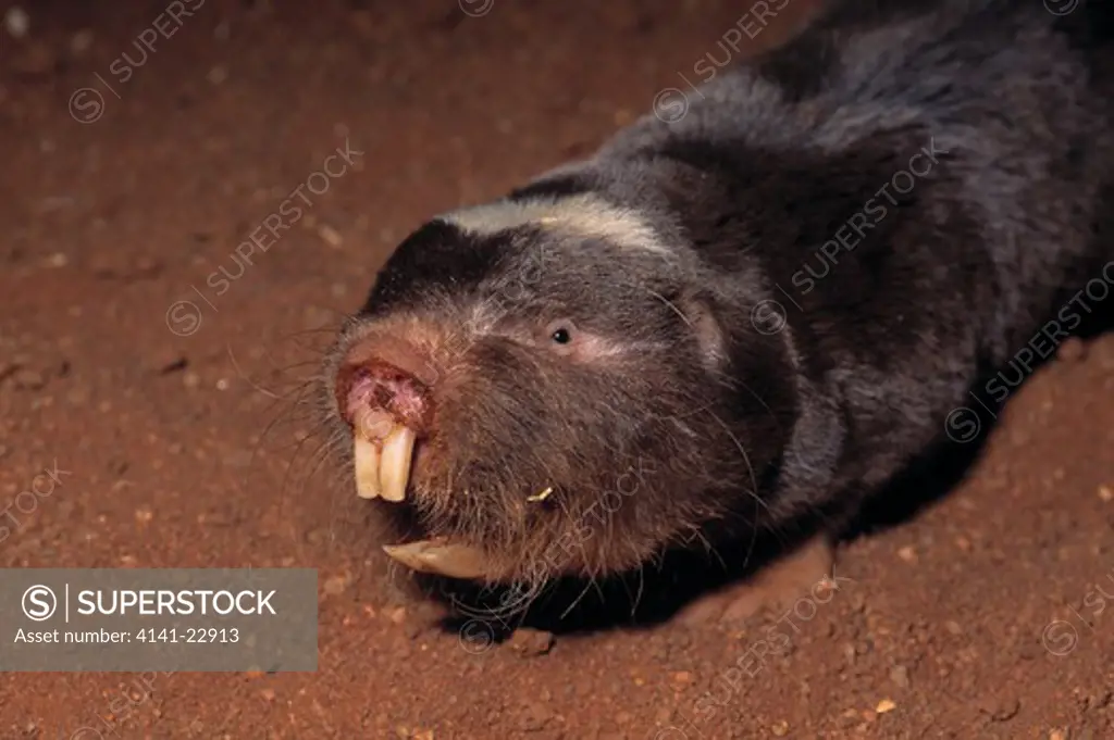 damaraland mole-rat cryptomys damarensis head detail showing incisors northern cape, south africa 