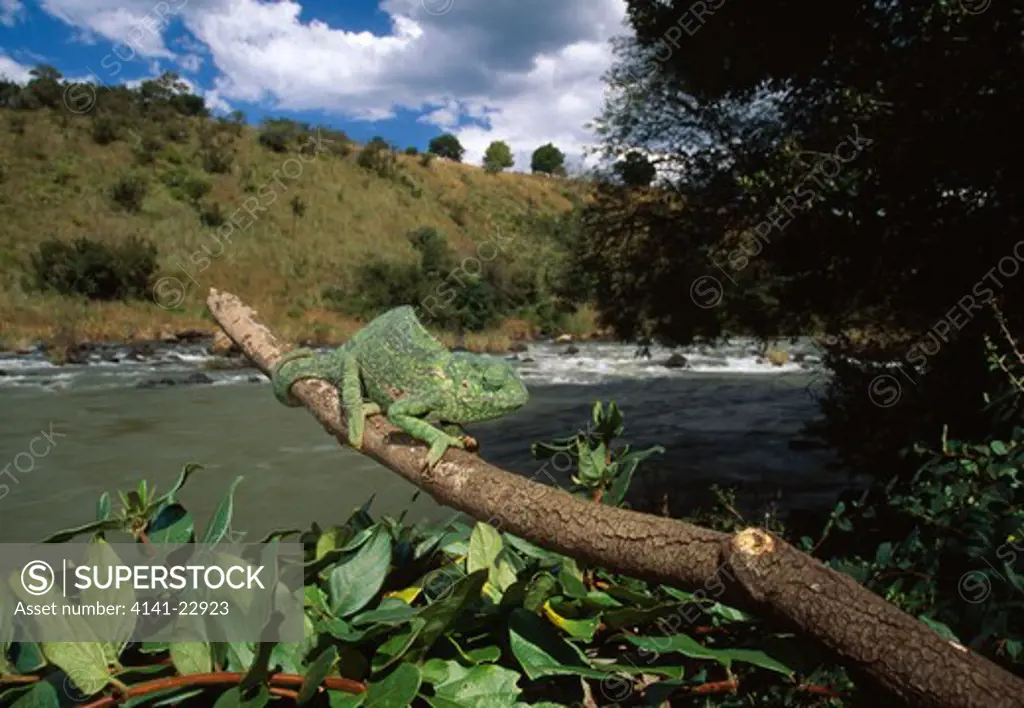 flap-neck chameleon chamaeleo dilepis on branch by river kwazulu-natal, south africa 