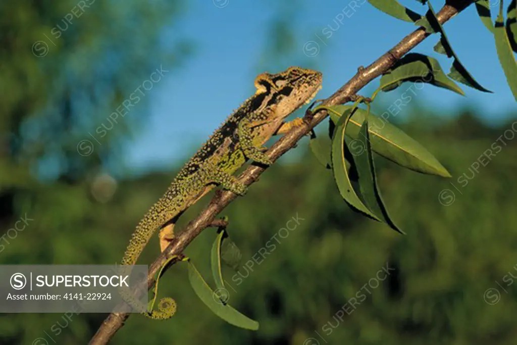 natal midlands dwarf chameleon bradypodion thamnobates kwazulu-natalmidlands, south africa