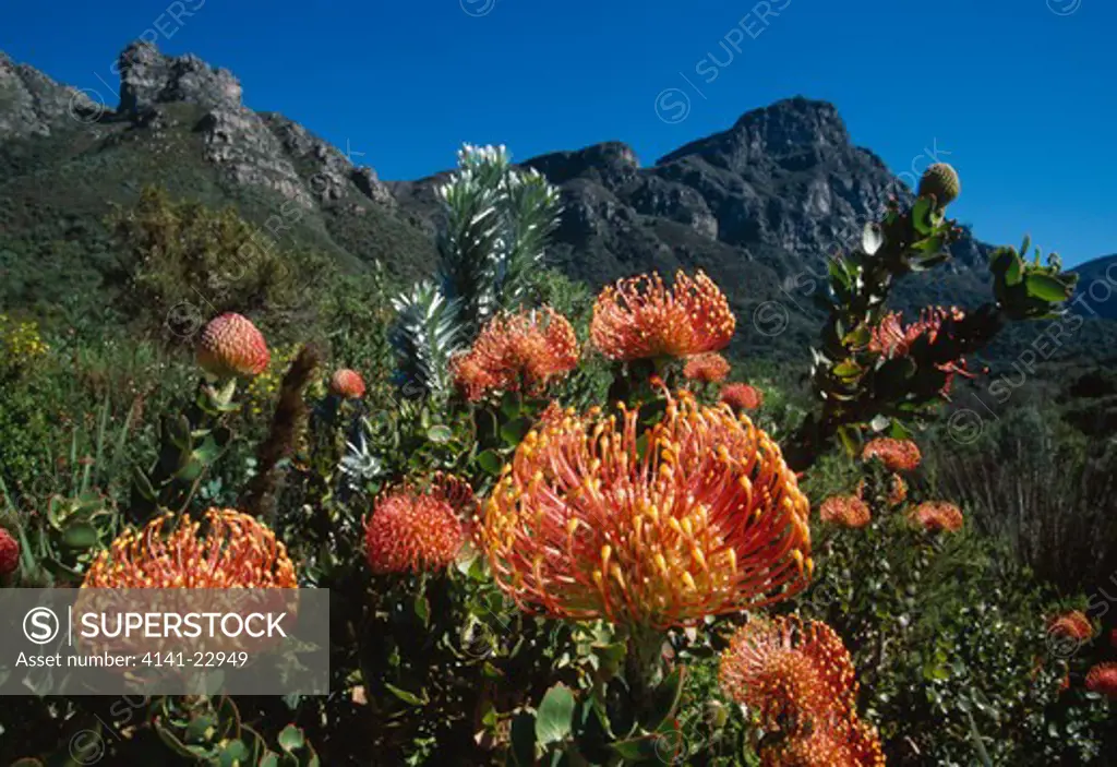 pincushion protea group in flower leucospermum cordifolium helderberg nature reserve, cape province, south africa 