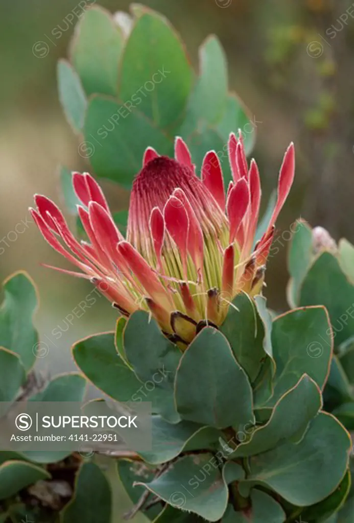 ray-flowered protea protea eximia helderberg nature reserve, cape province, south africa