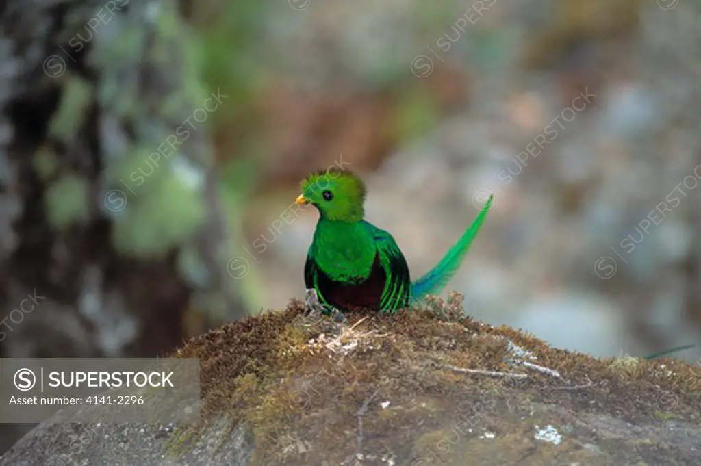 resplendent quetzal male pharomachrus mocinno costa rica endangered species