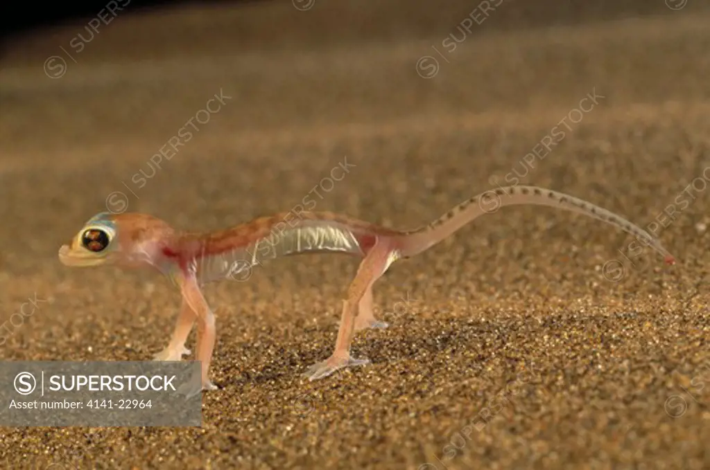 web-footed gecko palmatogecko rangei namib-naukluft park, namibia