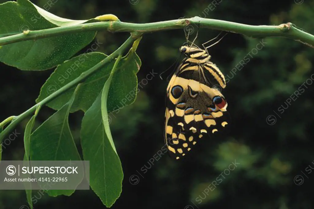 citrus swallowtail butterfly papilio demodocus on lemon tree (food plant) kwazulu-natal, south africa 