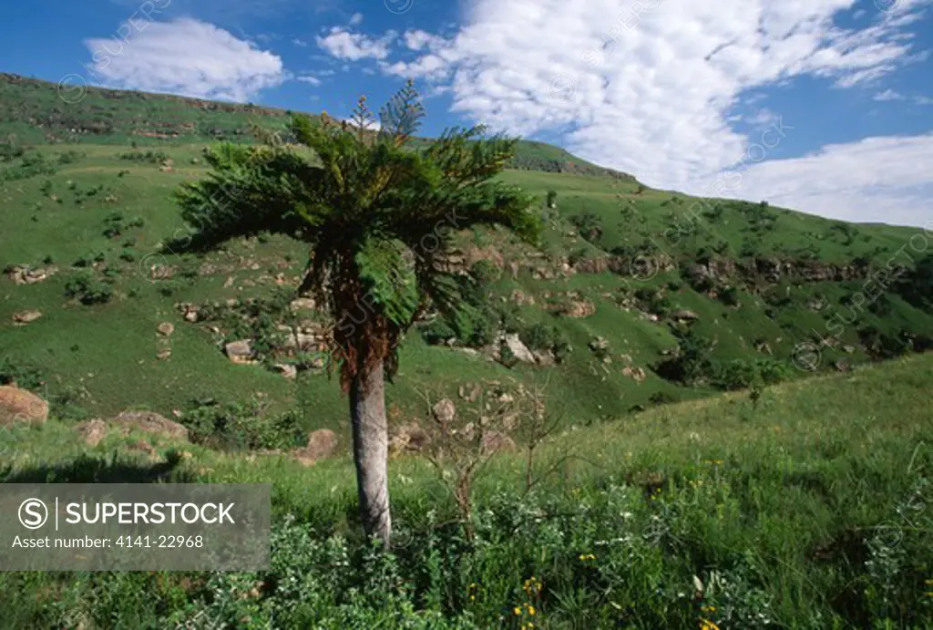 tree-fern drakensberg mntns, giant's castle nature reserve, kwazulu-natal, rsa 