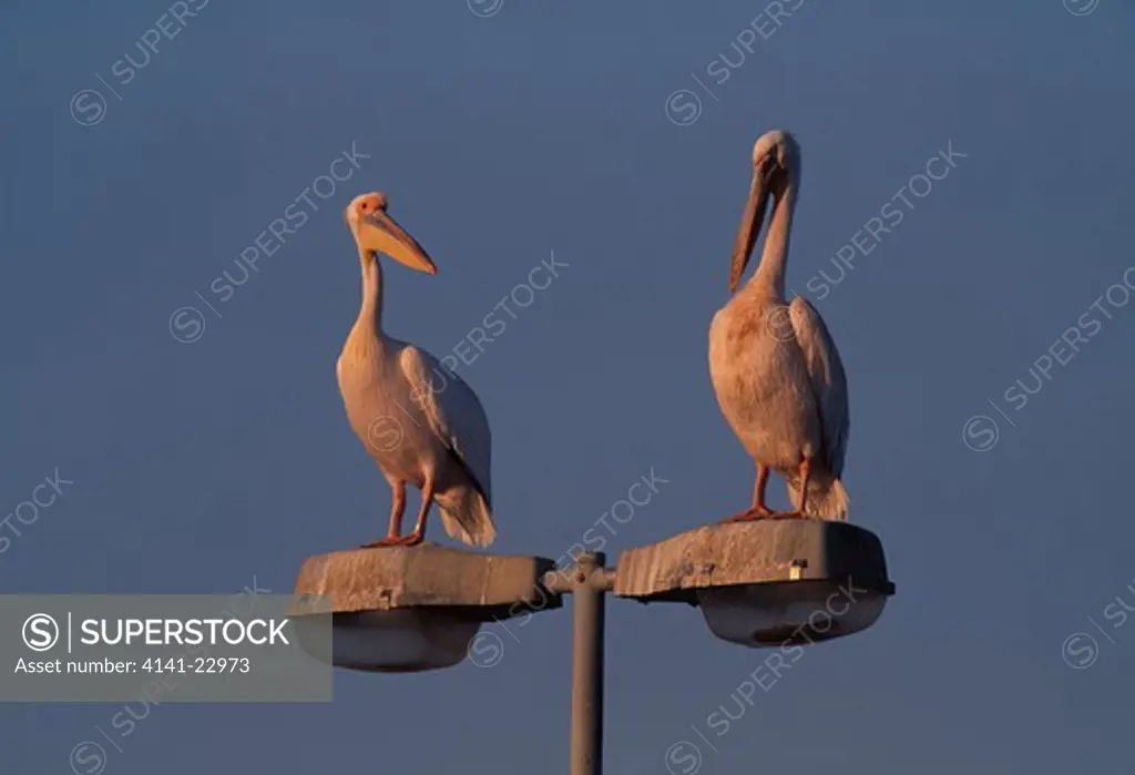 pelicans roosting on lamp-post swakopmund, namibia south western africa 