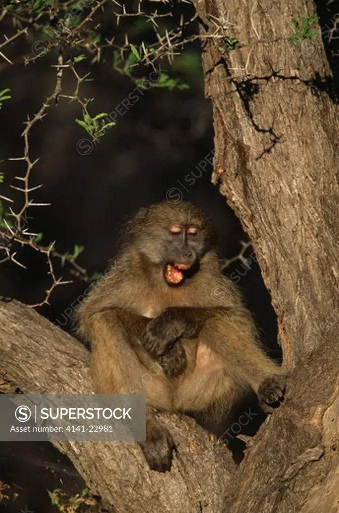 chacma baboon papio ursinus kruger national park, south africa 