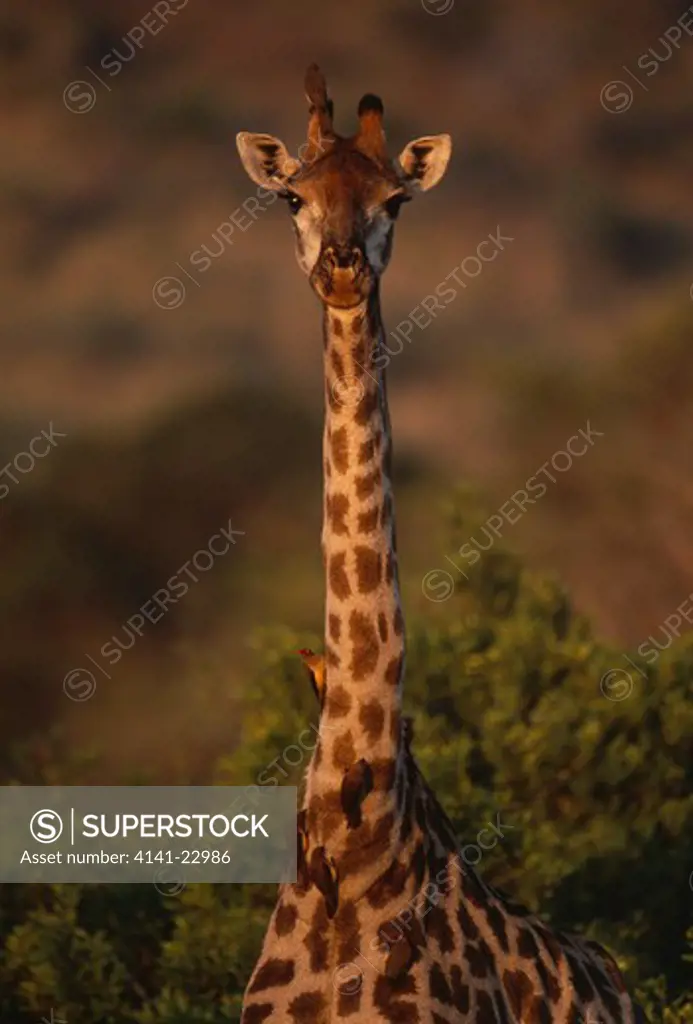 giraffe giraffa camelopardalis kruger national park, south africa 