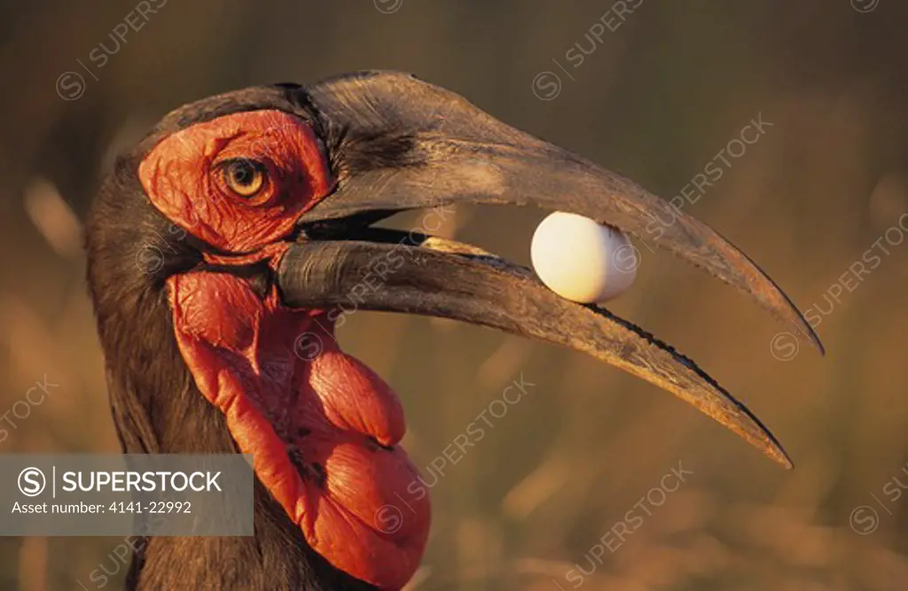 ground hornbill bucorvus leadbeateri displaying with egg, kruger national park, south africa