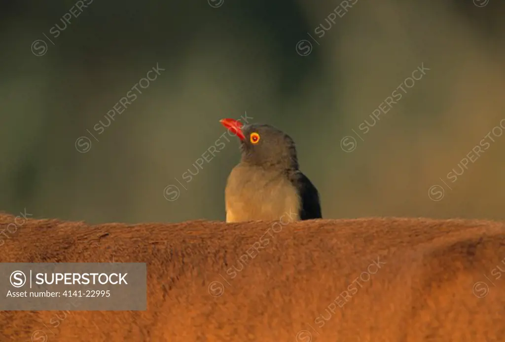 red-billed oxpecker feeding on impala. buphagus erythrorhynchus kruger national park, south africa. 