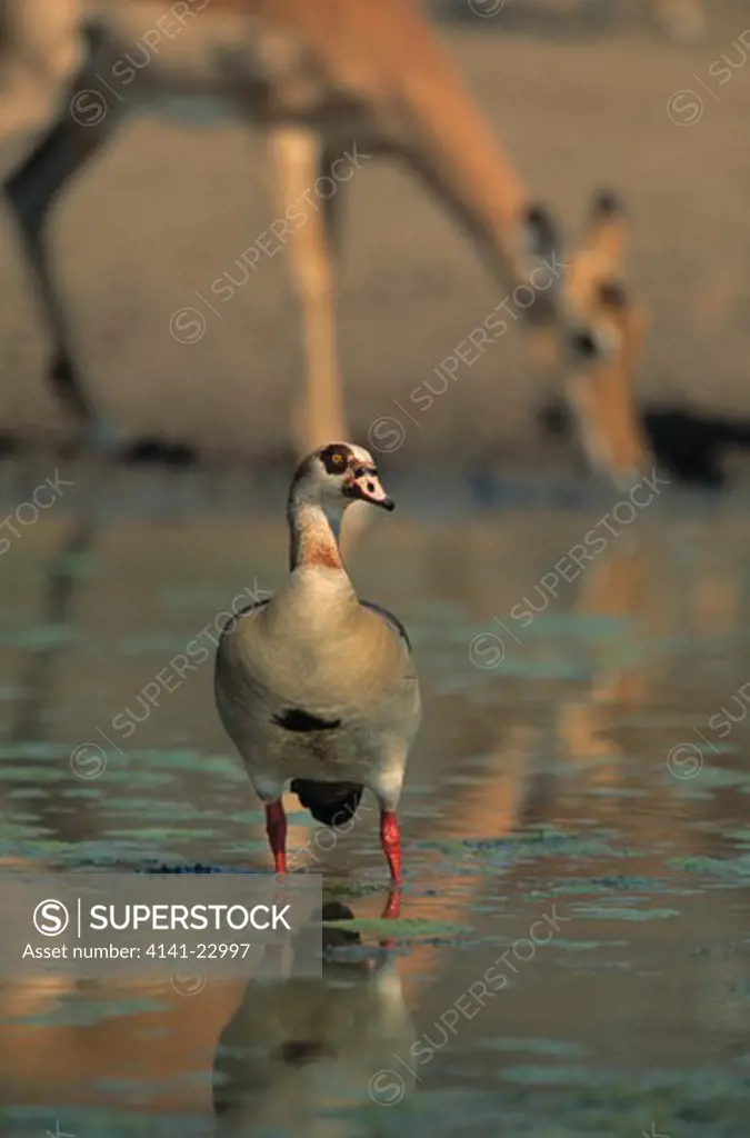 egyptian goose at waterhole alopochen aegyptiacus kruger national park, south africa 