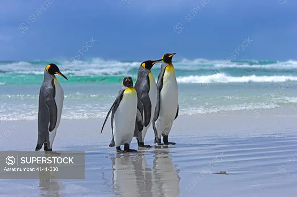 king penguin aptenodytes patagonicus on beach falkland islands