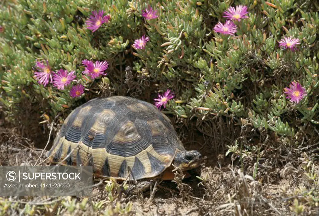 angulate or bowsprit tortoise chersina angulata west coast national park, south africa. 