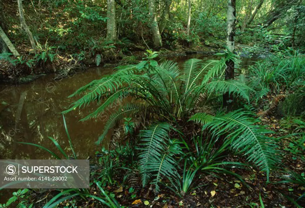 temperate african rainforest tsitsikamma national park, south cape, south africa 