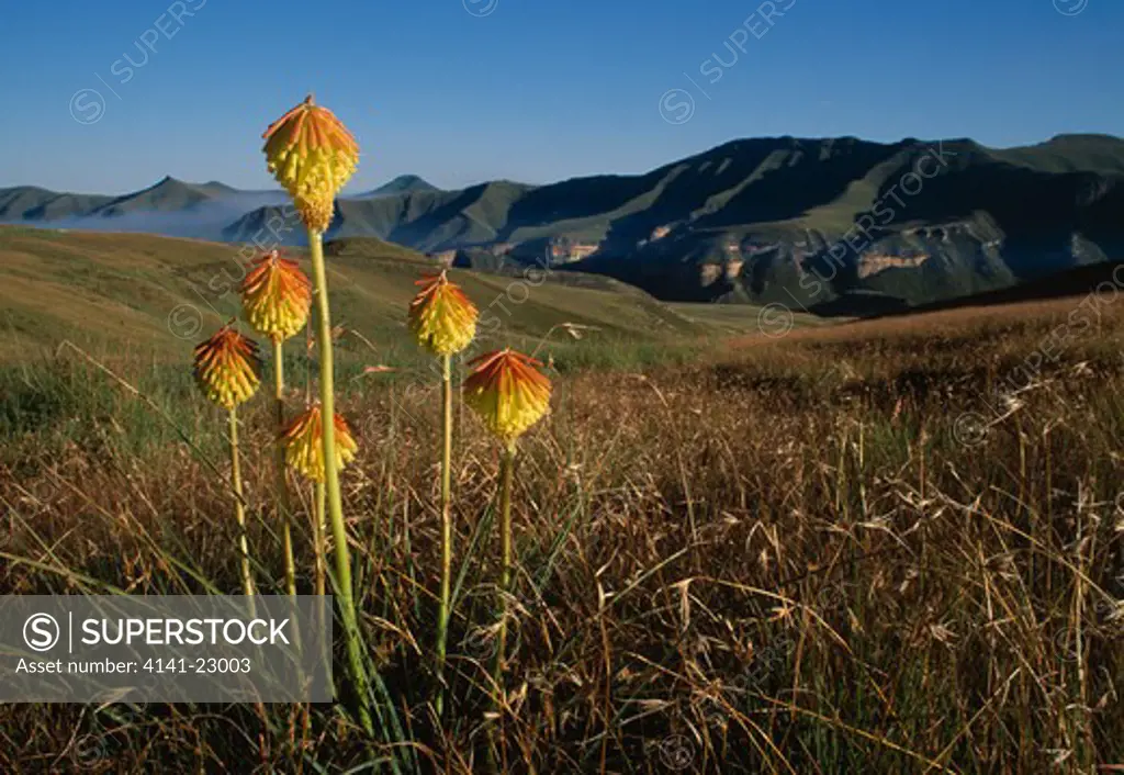 red hot poker group in wild kniphofia sp. golden gate national park, free state, south africa