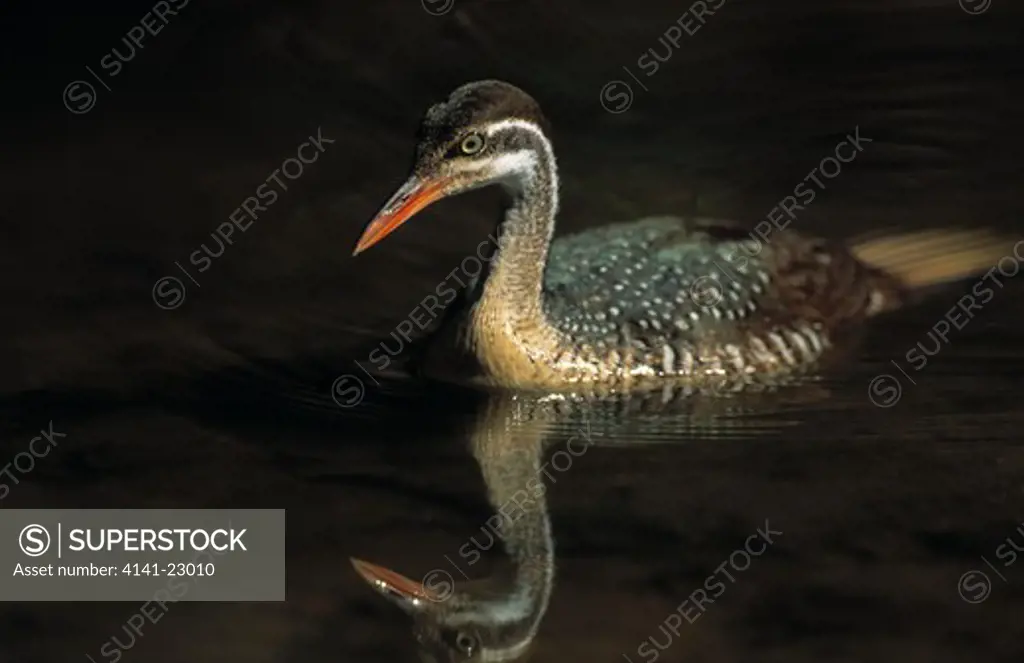 african finfoot female podica senegalensis on water, reflected sabi sabi private game reserve, s.africa