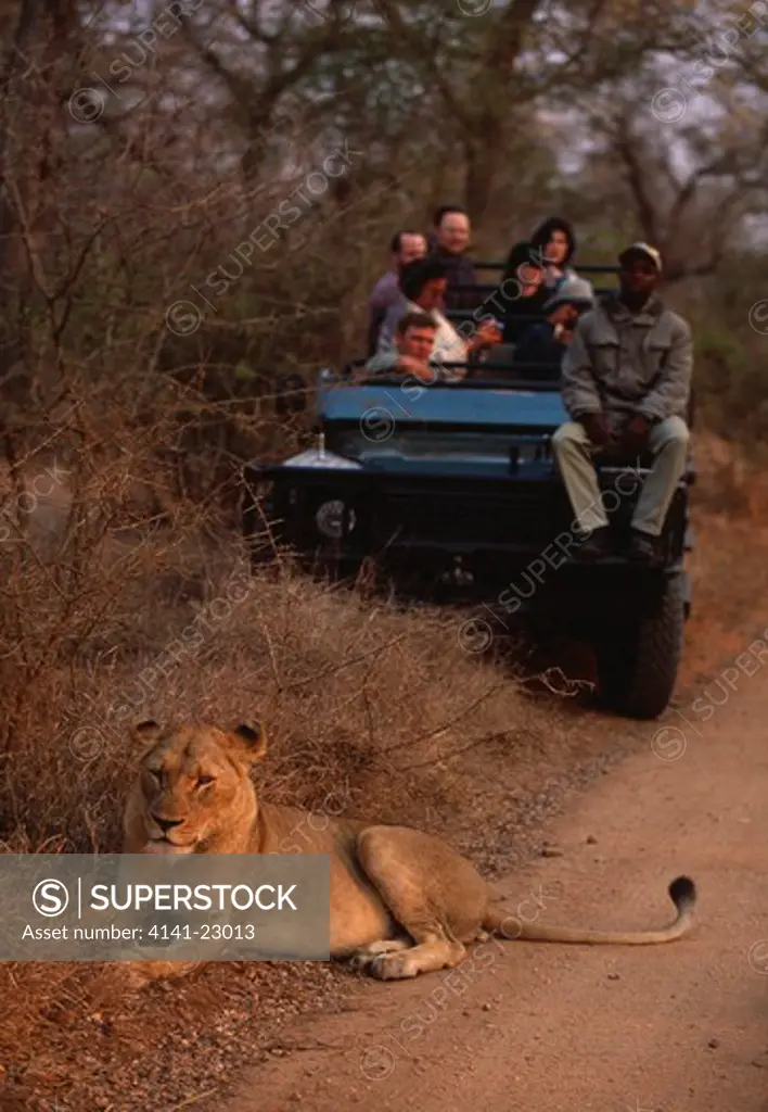 tourists in open vehicle watching african lion panthera leo sabi sabi private game reserve, south africa