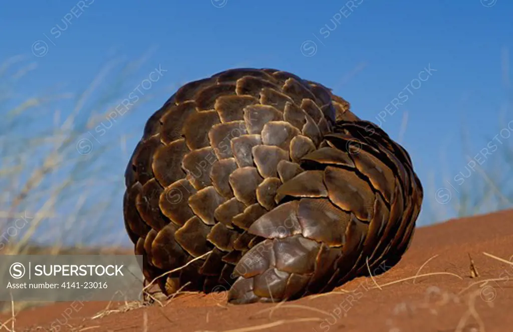 cape pangolin or scaly anteater manis temminckii curled up in defence. kgalagadi transfrontier park, kalahari, south africa