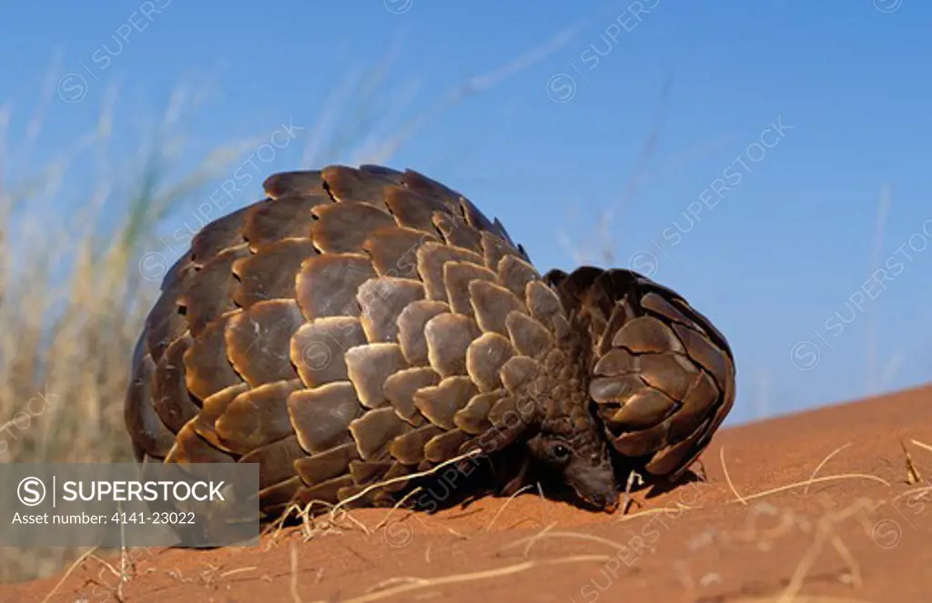cape pangolin or scaly anteater manis temminckii curled up in defence. kgalagadi transfrontier park, kalahari, south africa