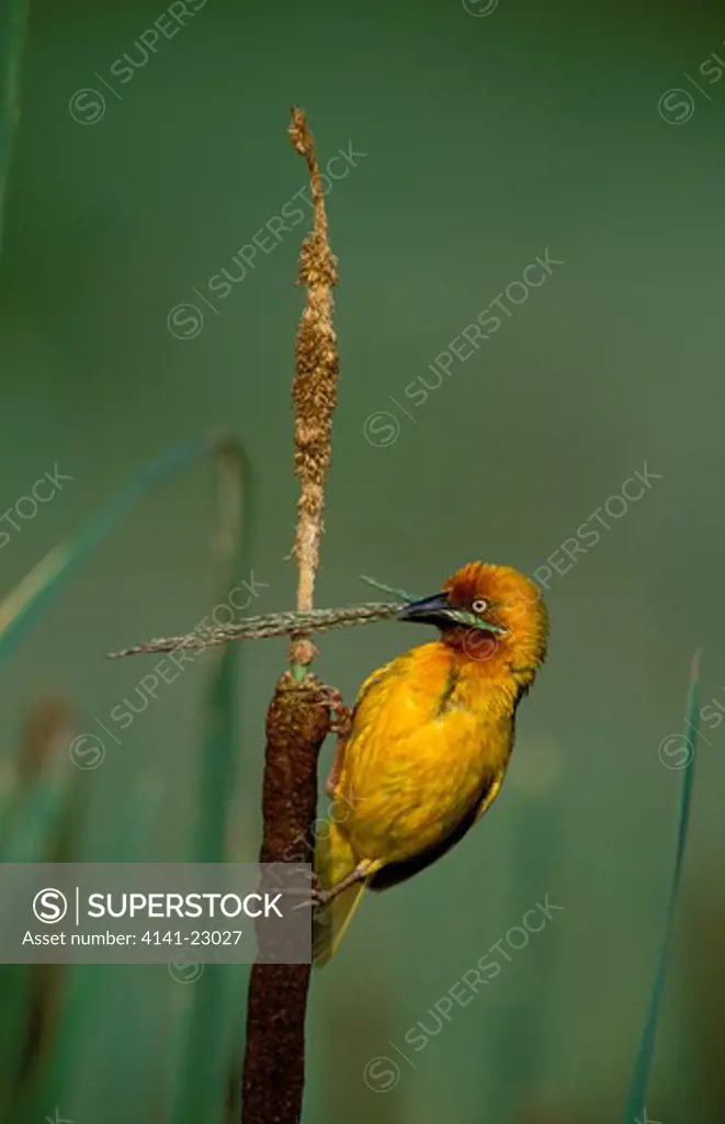 cape weaver bird ploceus capensis collecting nest material kwazulu-natal, south africa