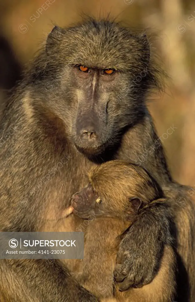 chacma baboon papio ursinus mother and baby, kruger national park, south africa 